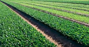 Lettuce image 2