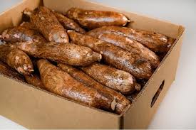 Cassava image 7