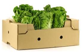 Lettuce image 1