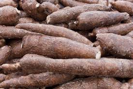 Cassava image 5