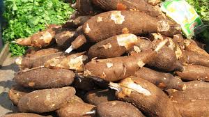 Cassava image 2
