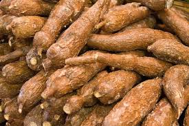 Cassava image 1