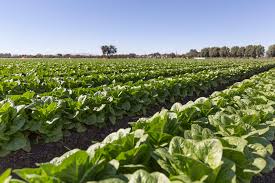 Lettuce image 4