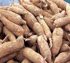 Cassava image 4