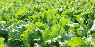 Lettuce image 5