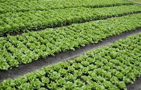 Lettuce image 3